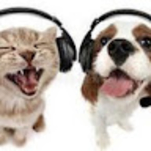 Meet your Posher, Skye - Picture 1 of 1